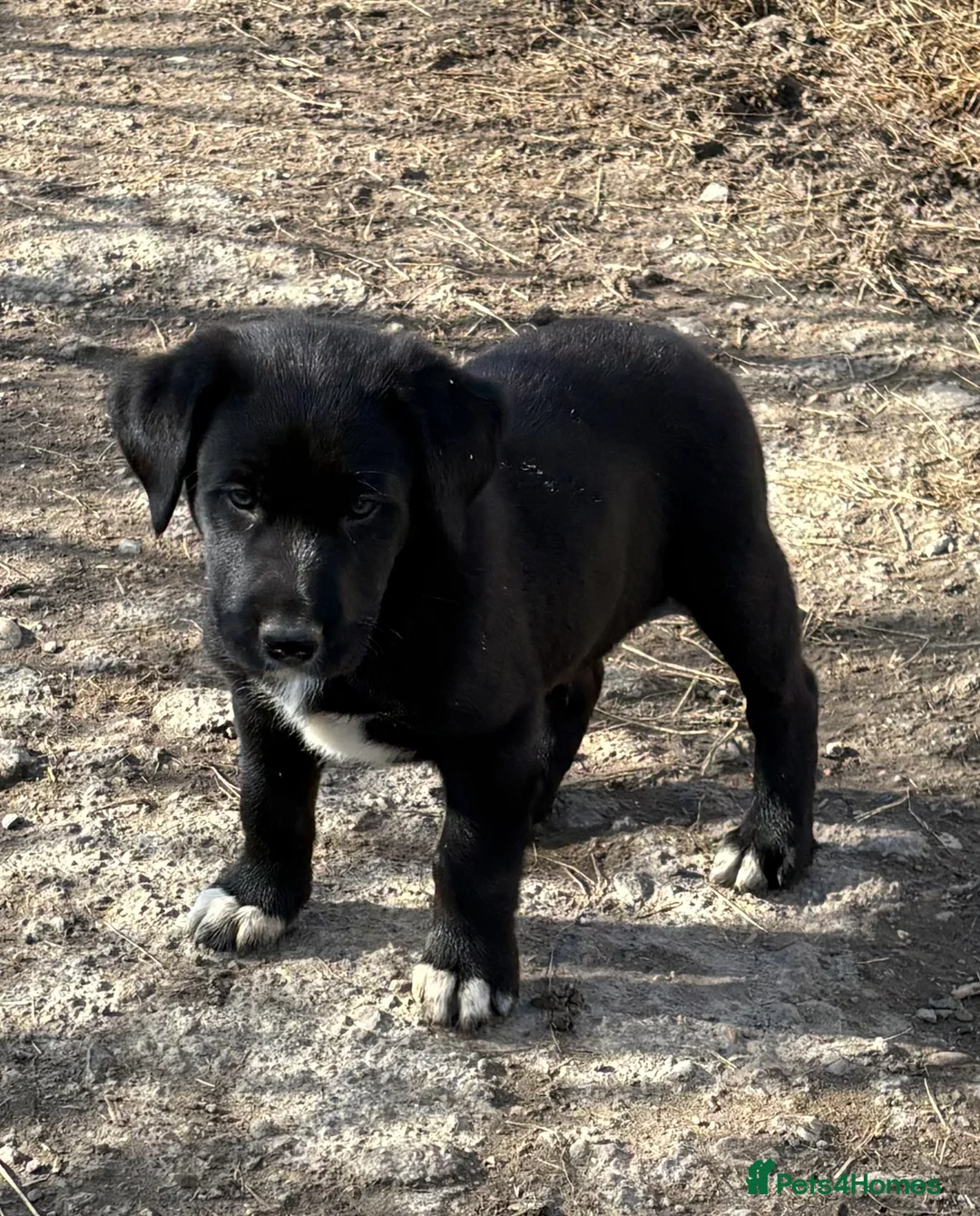 Borador dogs for sale: Beautiful Collie x Labrador puppies  - Advert 13