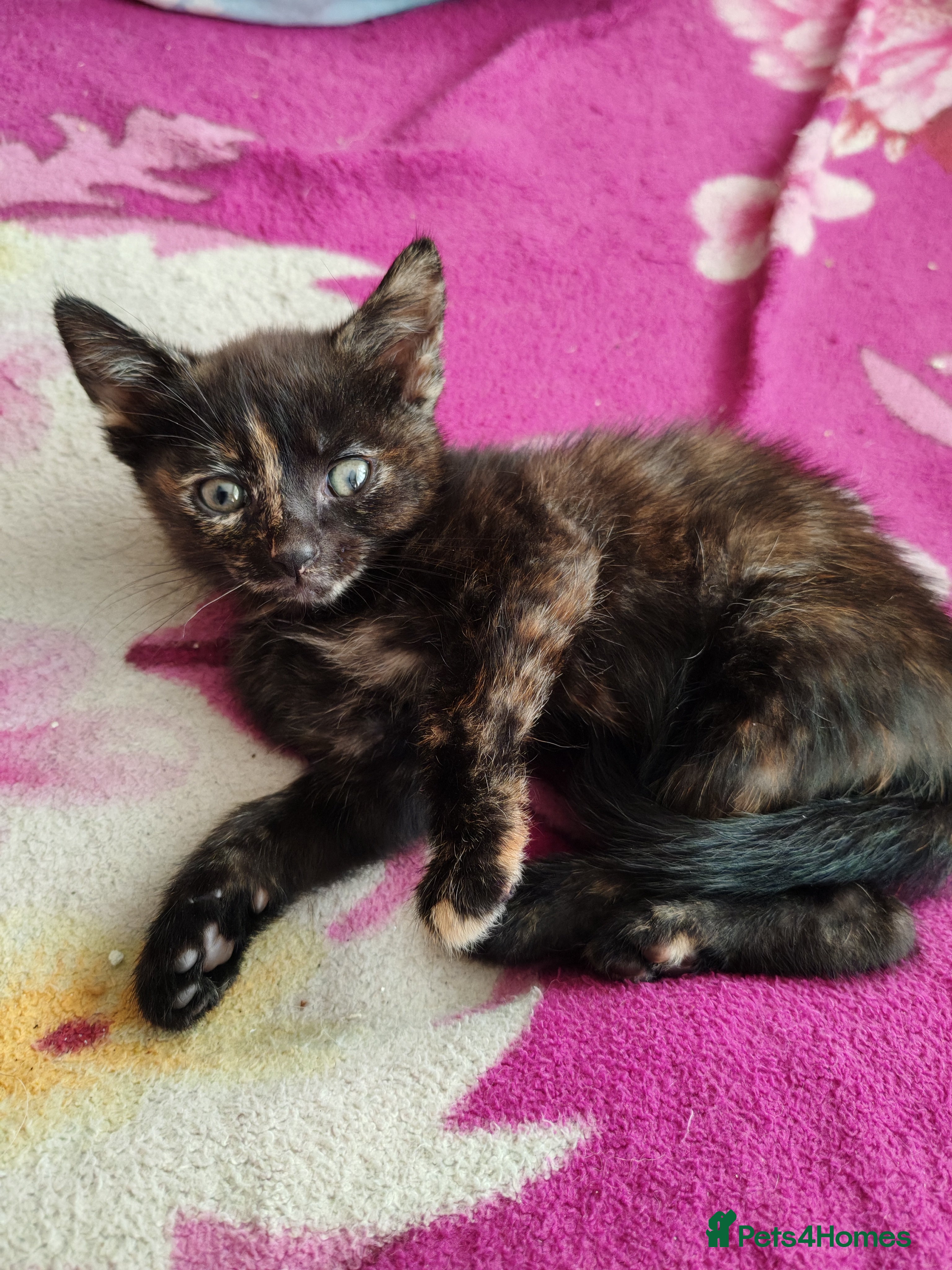Mixed Breed cats Beautiful kittens for sale. - Advert 15