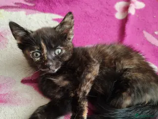 Mixed Breed cats Beautiful kittens for sale. - Advert 15