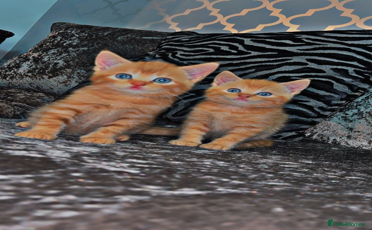 British Shorthair cats - Advert 7