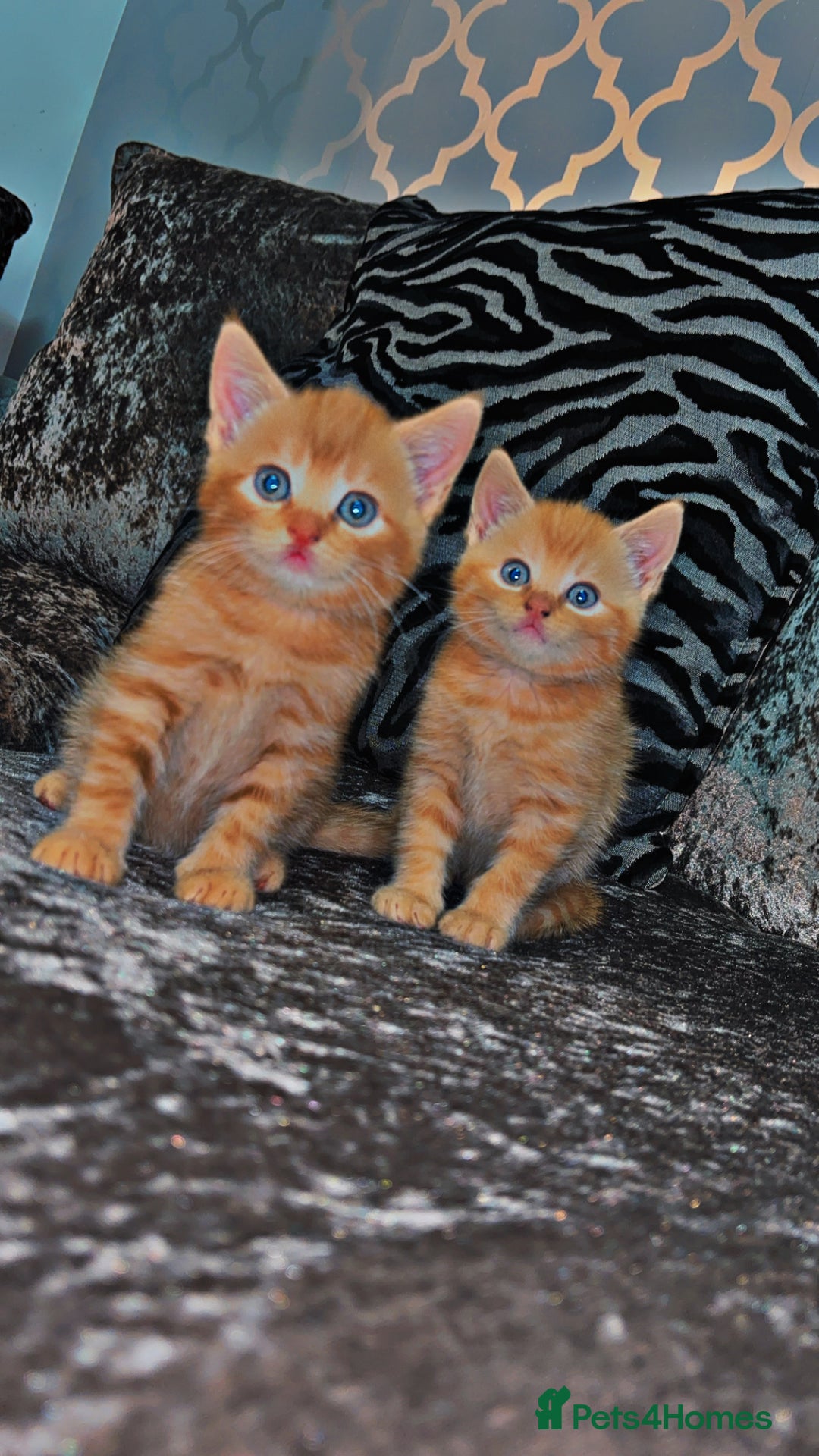 Mixed Breed cats for sale: British shorthair x kittens ready to leave mum!  - Image 1