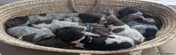 German Shorthaired Pointer dogs for sale: German Shorthaired Pointer puppies - Advert 3