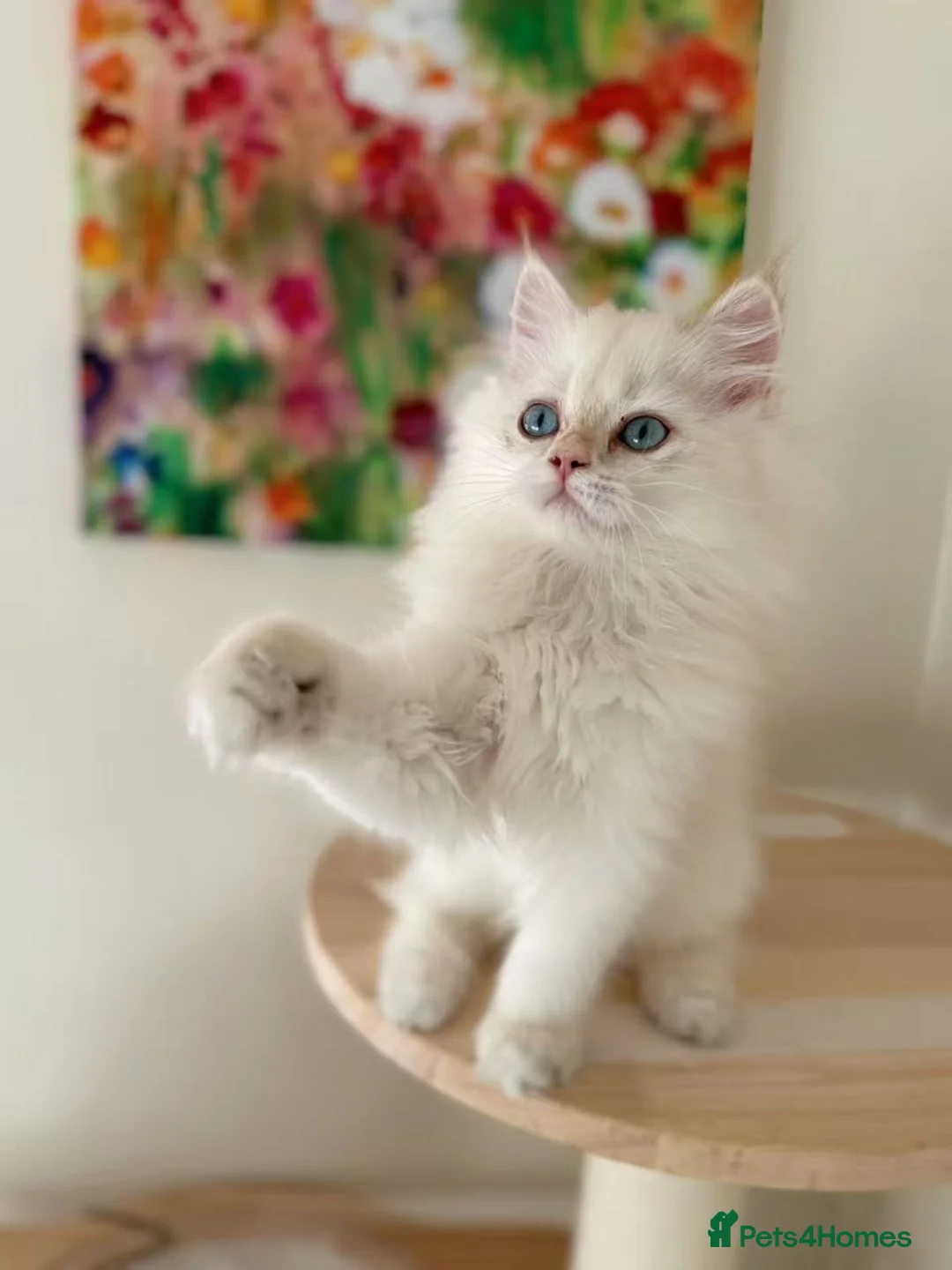 British Longhair cats for sale: Stunning Golden British Longhair Kittens - Advert 13