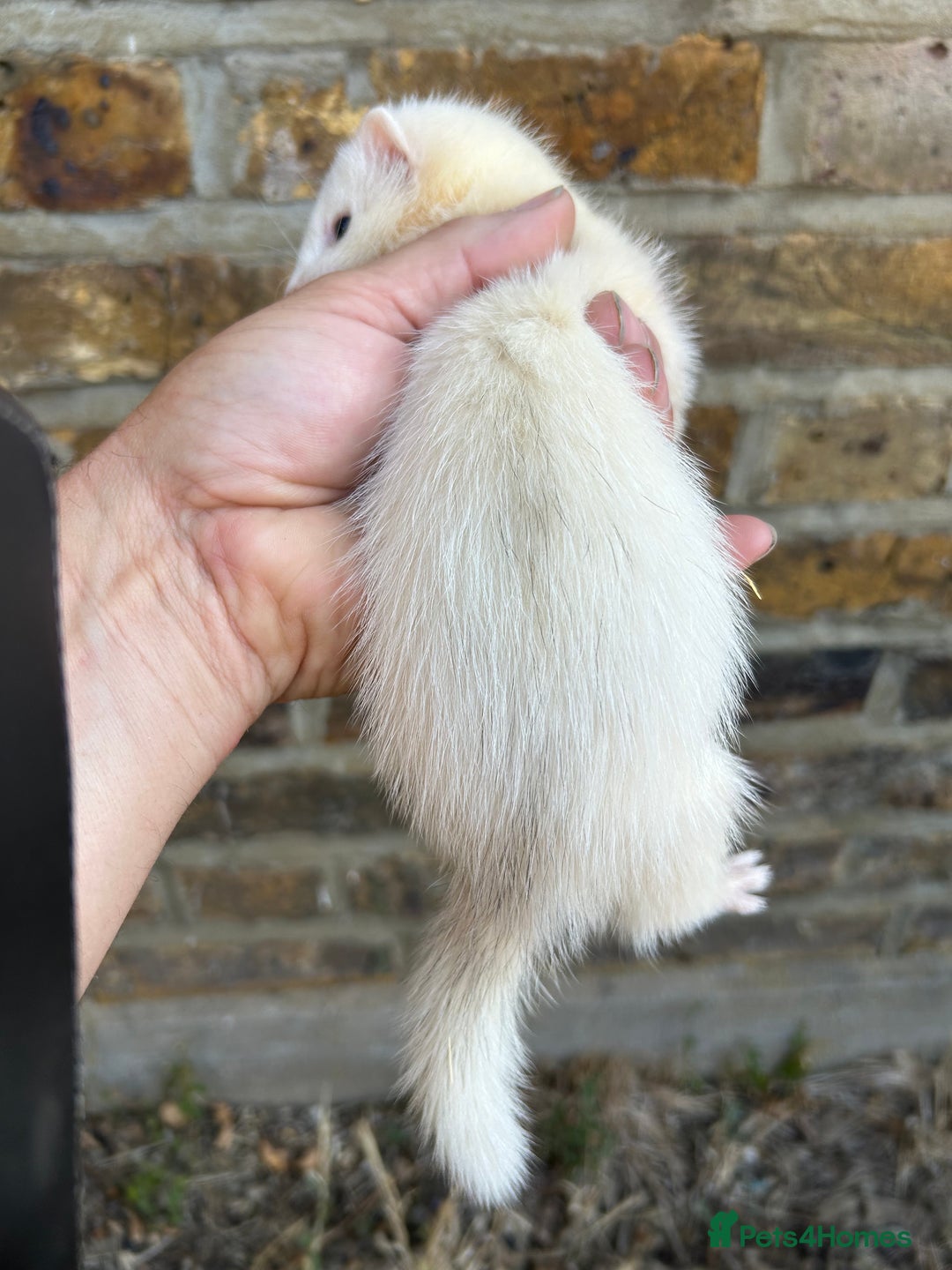 Ferret rodents for sale: Ferret kits  - Image 5