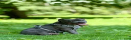 Staffordshire Bull Terrier dogs for stud: Staffordshire Bull Terrier Stud — Loki - Advert 6