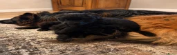 German Shepherd dogs for sale: Outstanding KC Registered German shepherd puppies - Advert 11