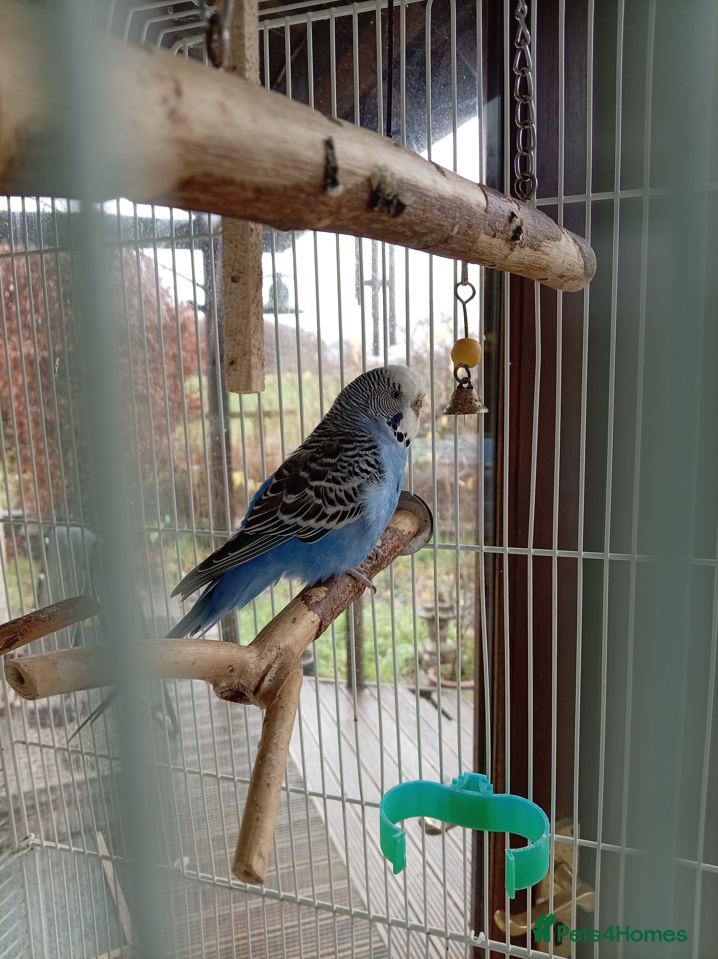 Budgerigars birds Budgie looking for new home - Advert 1