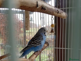 Budgerigars birds Budgie looking for new home - Advert 1