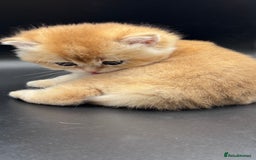 British Shorthair cats for sale: GCCF BSH GOLDEN BLACK TIPPED NY12 KITTENS - Image 5
