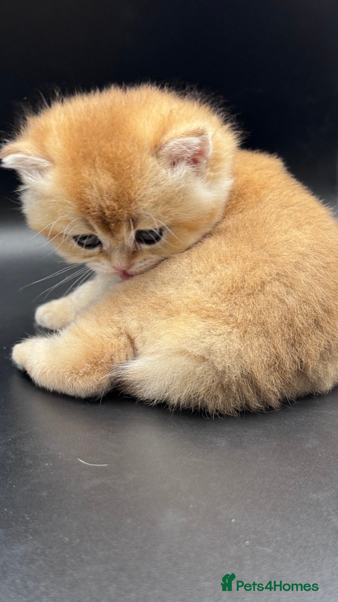 British Shorthair cats for sale: GCCF BSH GOLDEN BLACK TIPPED NY12 KITTENS - Image 5