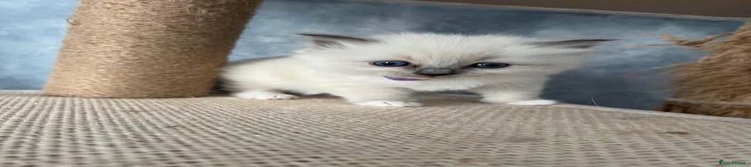 Blue mitted girl (purple collar)