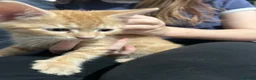 Domestic Shorthair cats for sale: 5 Beautiful kittens, READY TO GO!  - Advert 16