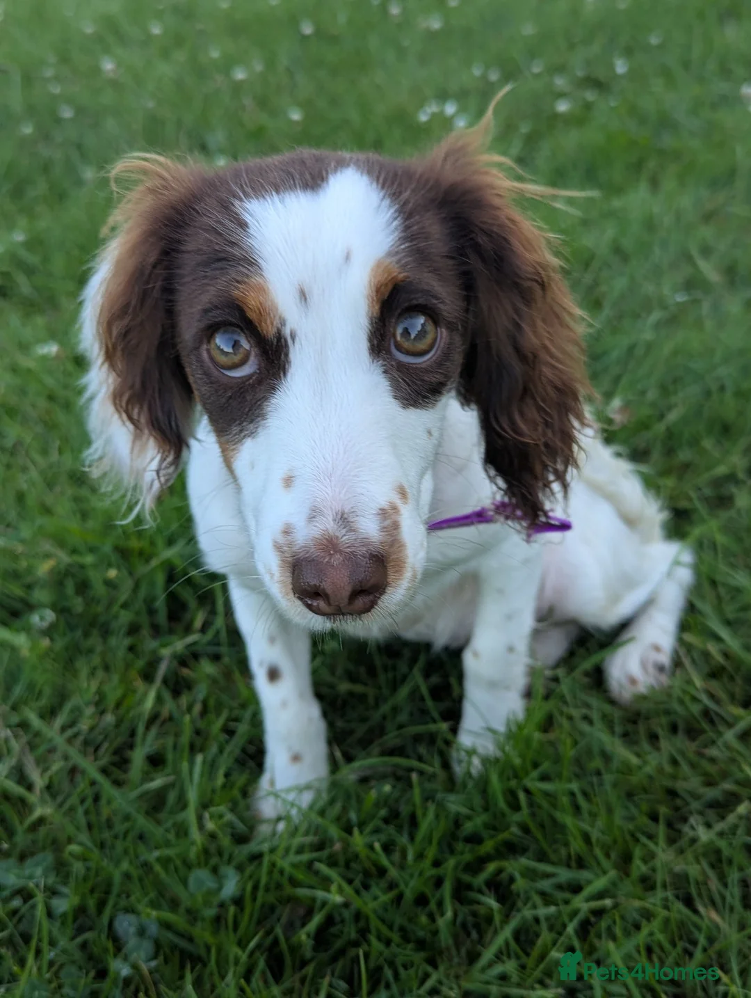 Sprocker dogs for sale: Beautiful sprocker girl  - Advert 2