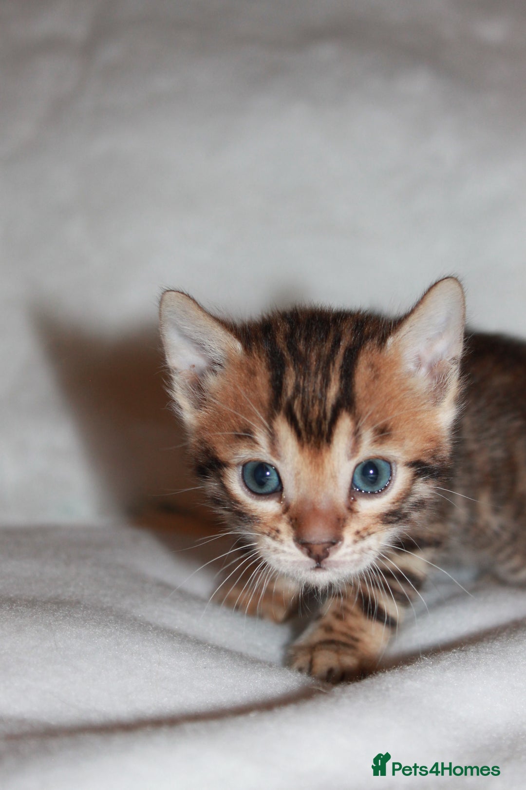 Bengal cats for sale: Gorgeous TICA Bengal Kittens - Ready 15/01/2026 - Advert 19