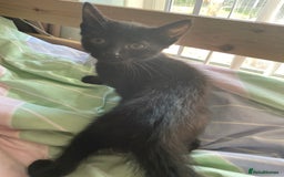 Mixed Breed cats for sale: 2 mixed breed female kittens - Advert 11