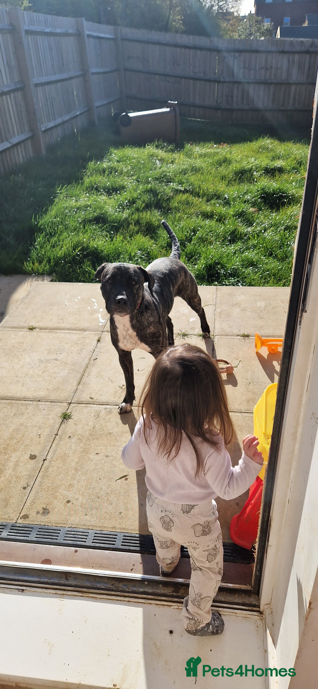Staffordshire Bull Terrier dogs for sale: Staffordshire bull terrier for sale  - Image 4