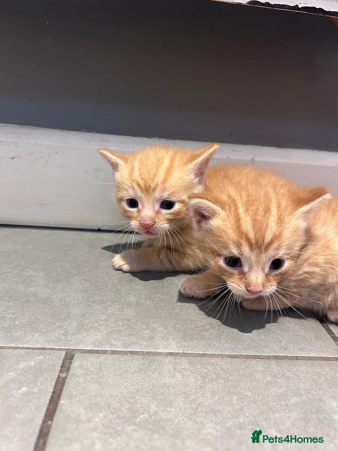 Mixed Breed cats for sale: Beautiful mixed litter for sale  - Advert 27