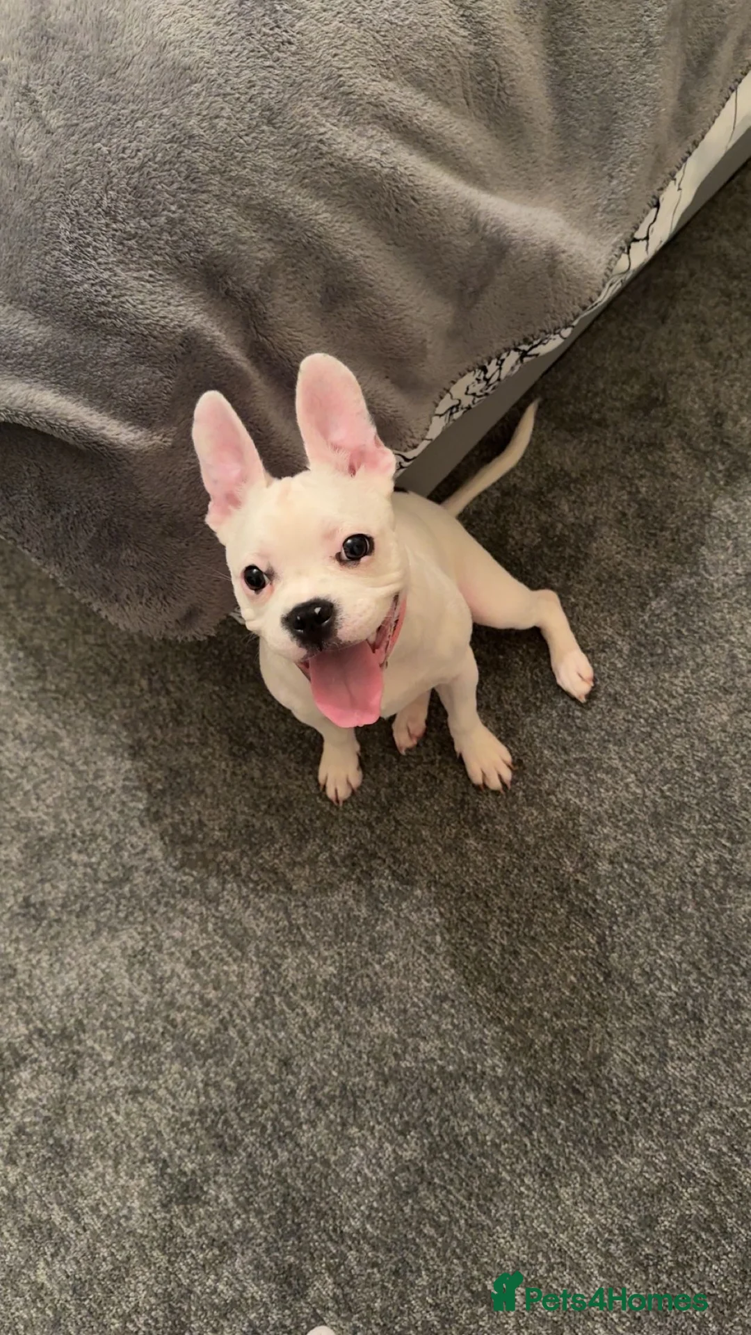 Mixed Breed dogs for sale: Staffy x French bulldog  - Advert 8