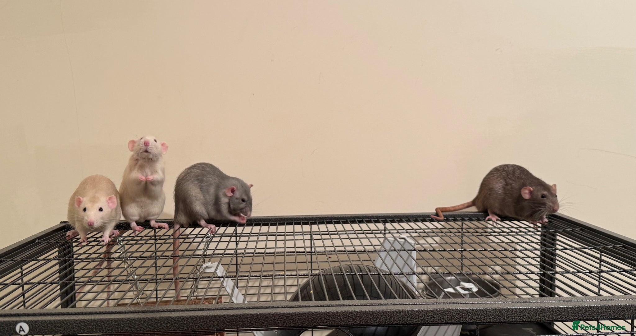 Rat rodents 4 rats for sale - Advert 4
