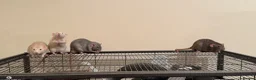 Rat rodents for sale: 4 rats for sale in Norwich - Advert 1