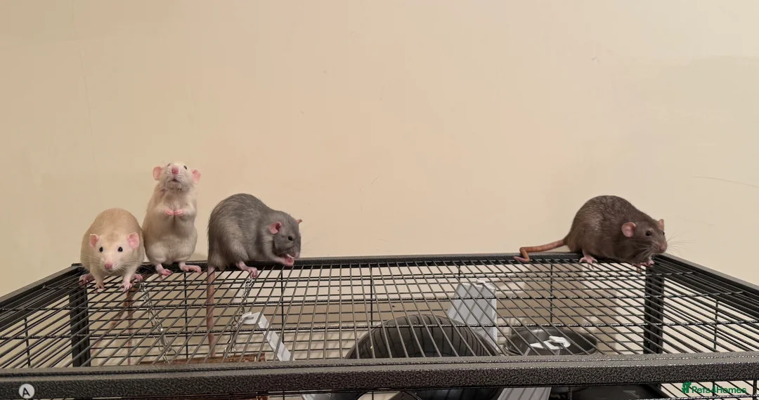 Rat rodents for sale: 4 rats for sale in Norwich - Advert 1