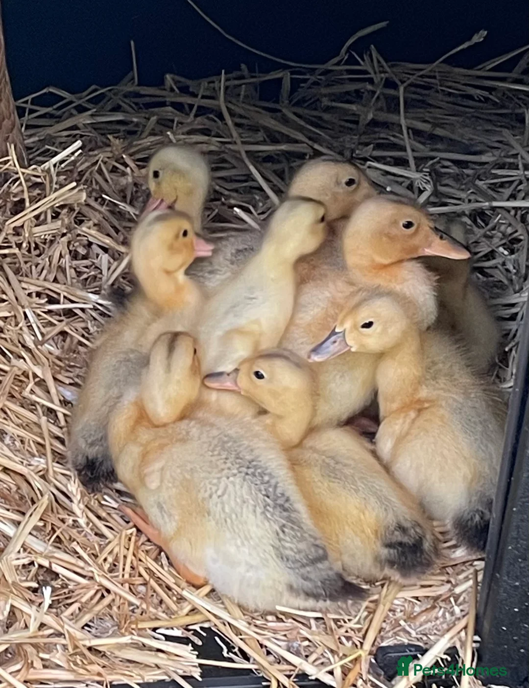 Ducks poultry for sale: Large Silver Appleyard Hatching Eggs - Advert 2