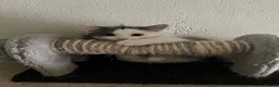 Ragdoll cats for sale: Beautiful Grey & White Ragdoll Kitten  - Advert 10