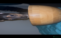 Jack Russell dogs for sale: Jack Russell’s  - Advert 5