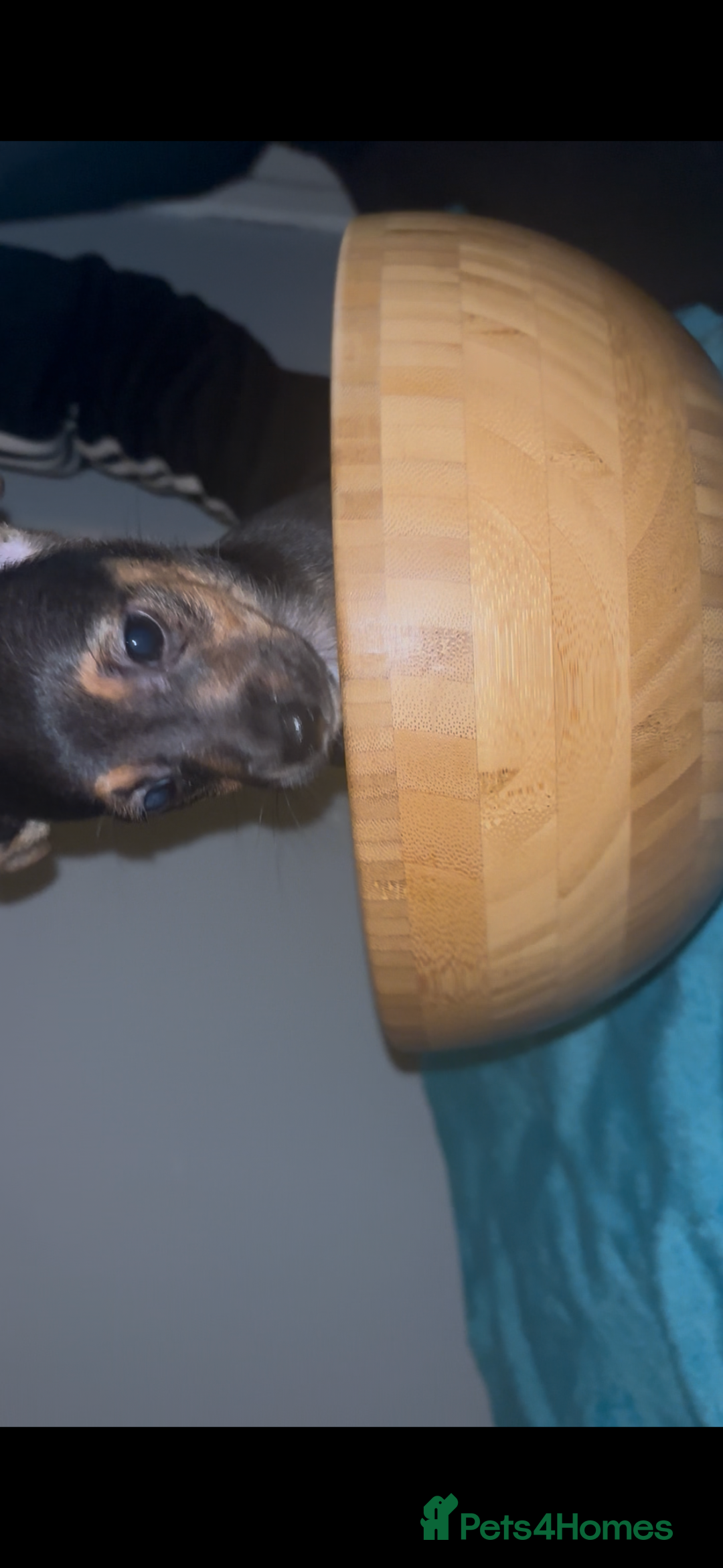 Jack Russell dogs for sale: Jack Russell’s  - Advert 5