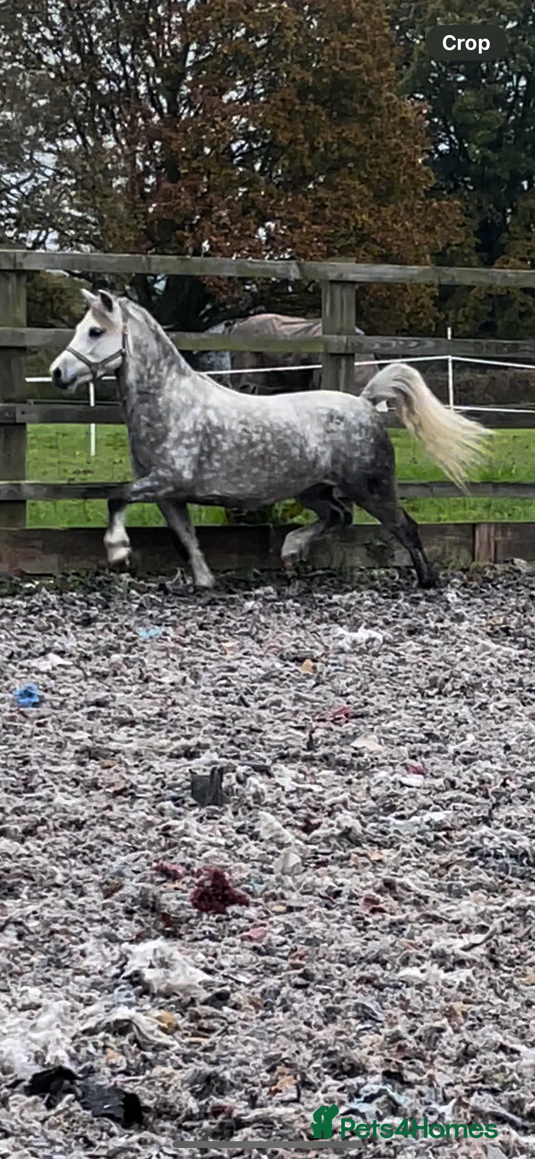 Welsh Section A horses for sale: Rising 6yo dapple grey Welsh A mare  in Hereford - Advert 9