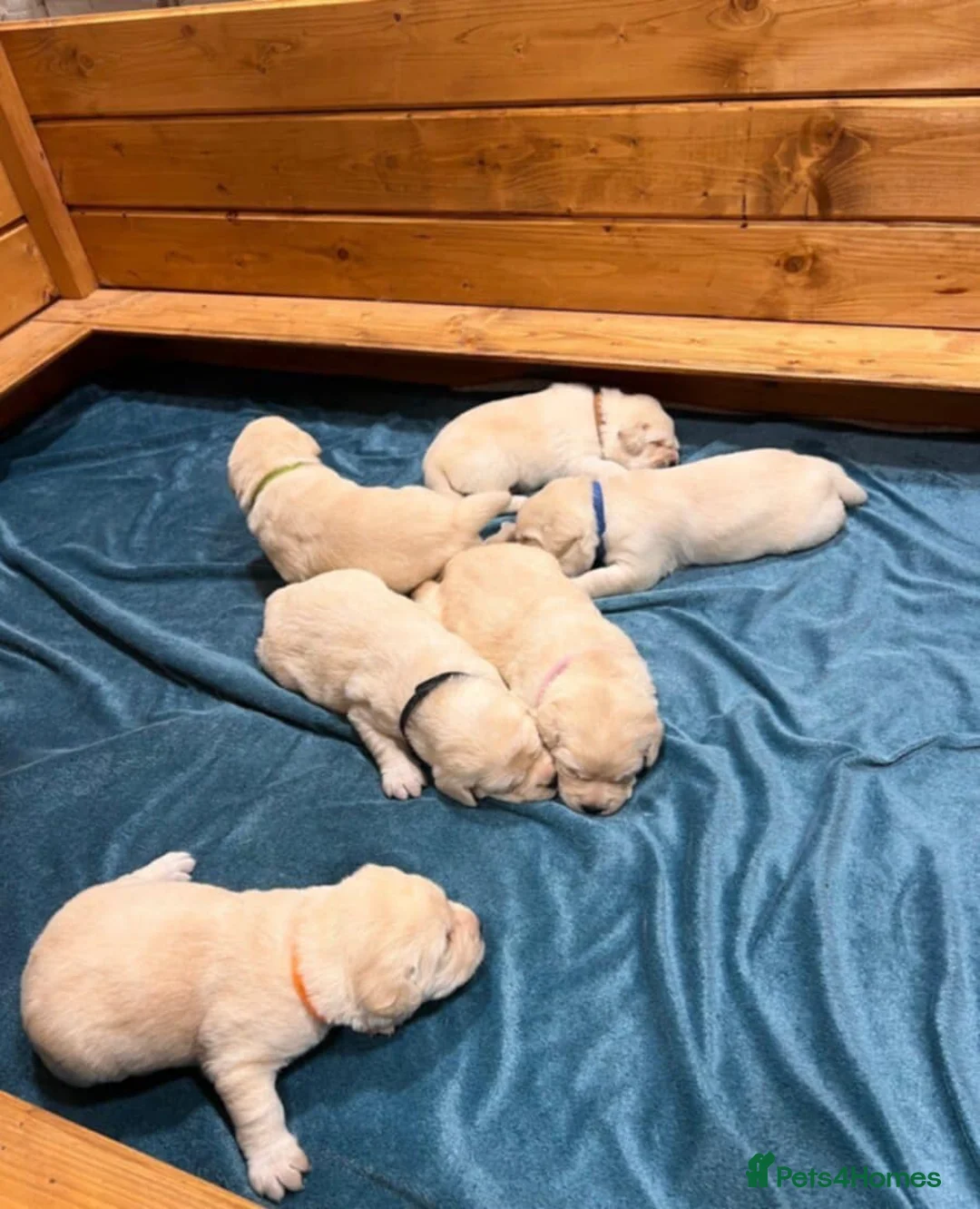 Labrador Retriever dogs for sale: ❤️ Labrador puppies 🖤 - Advert 11