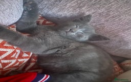 British Longhair cats for sale: British longhair kitten  - Image 4
