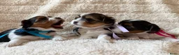 Biewer Terrier dogs for sale: Beautiful Biewer Terriers - Advert 13