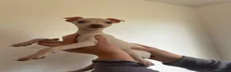 Italian Greyhound dogs for sale: Cream  girl ready to leave  - Advert 10