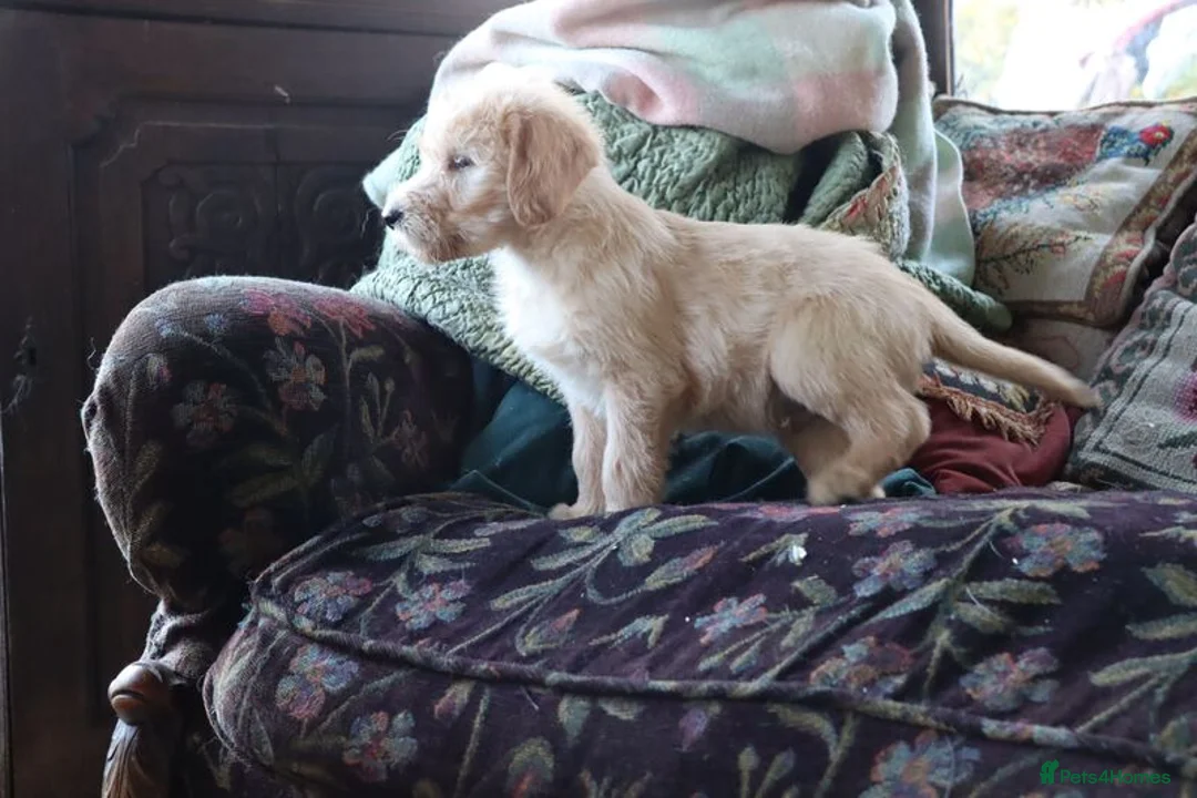 Labradoodle dogs for sale: Standard Labradoodle Puppies F3 - Advert 17