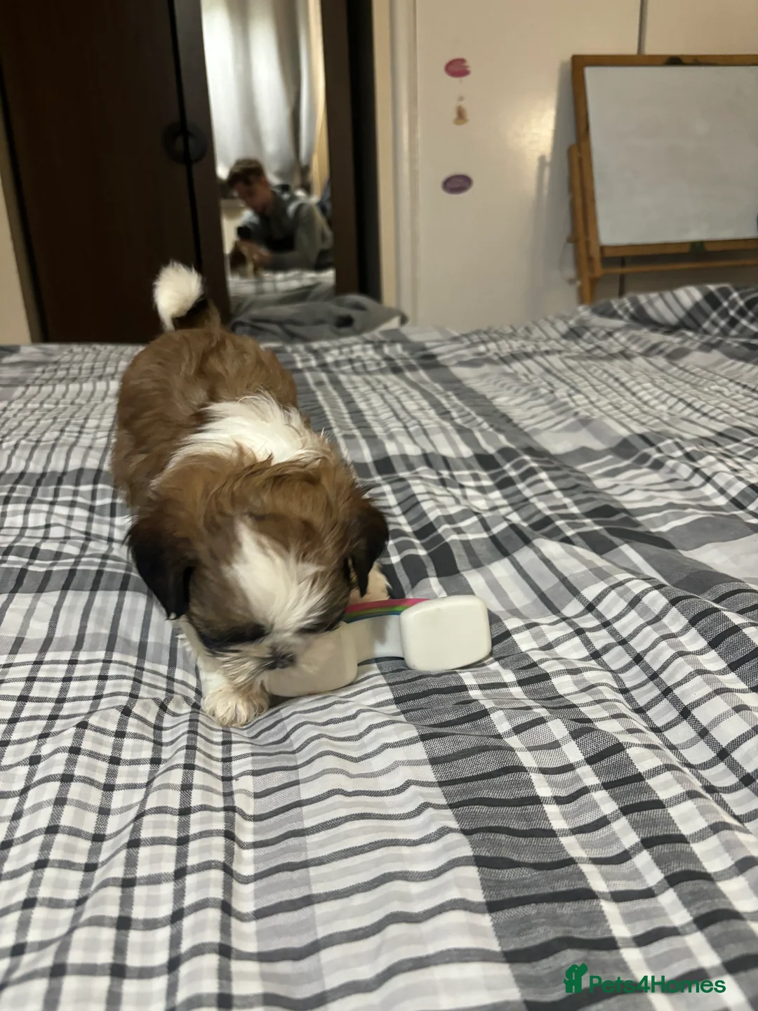 Shih Tzu dogs for sale: Shih Tzu puppies - Advert 20