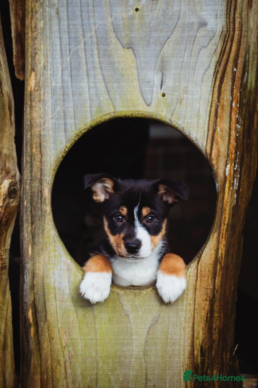 Border Collie dogs  Collie puppy - Advert 2