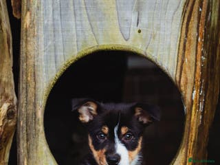 Border Collie dogs Collie puppy - Advert 2