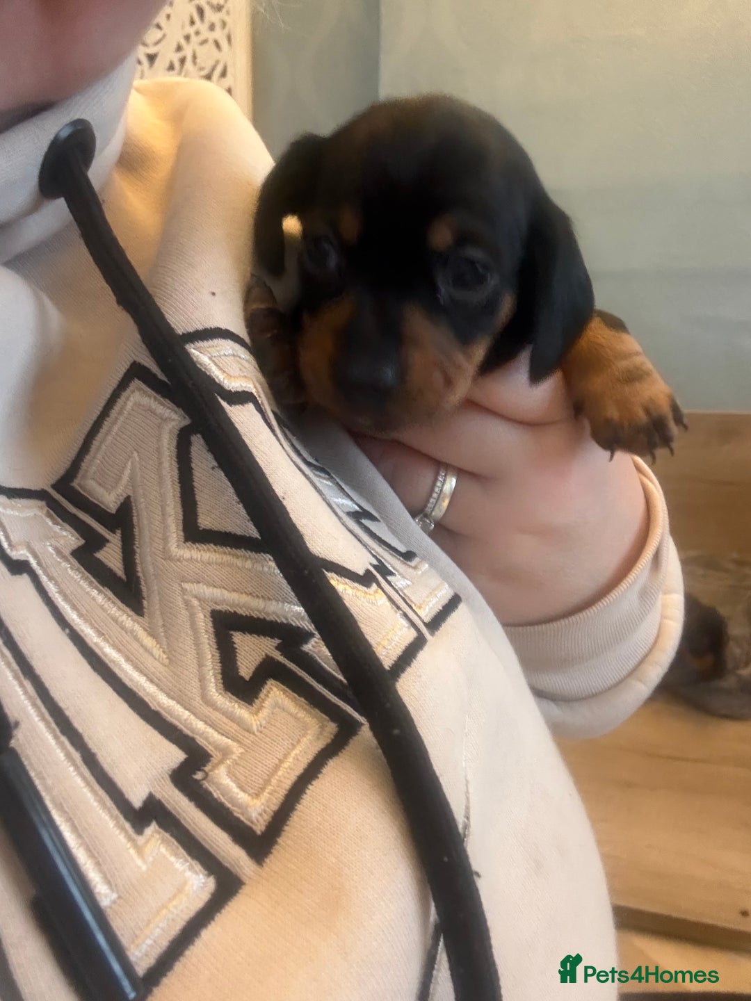 Miniature Dachshund dogs for sale: Black and Tan Miniature Dachshund Puppies  - Advert 10