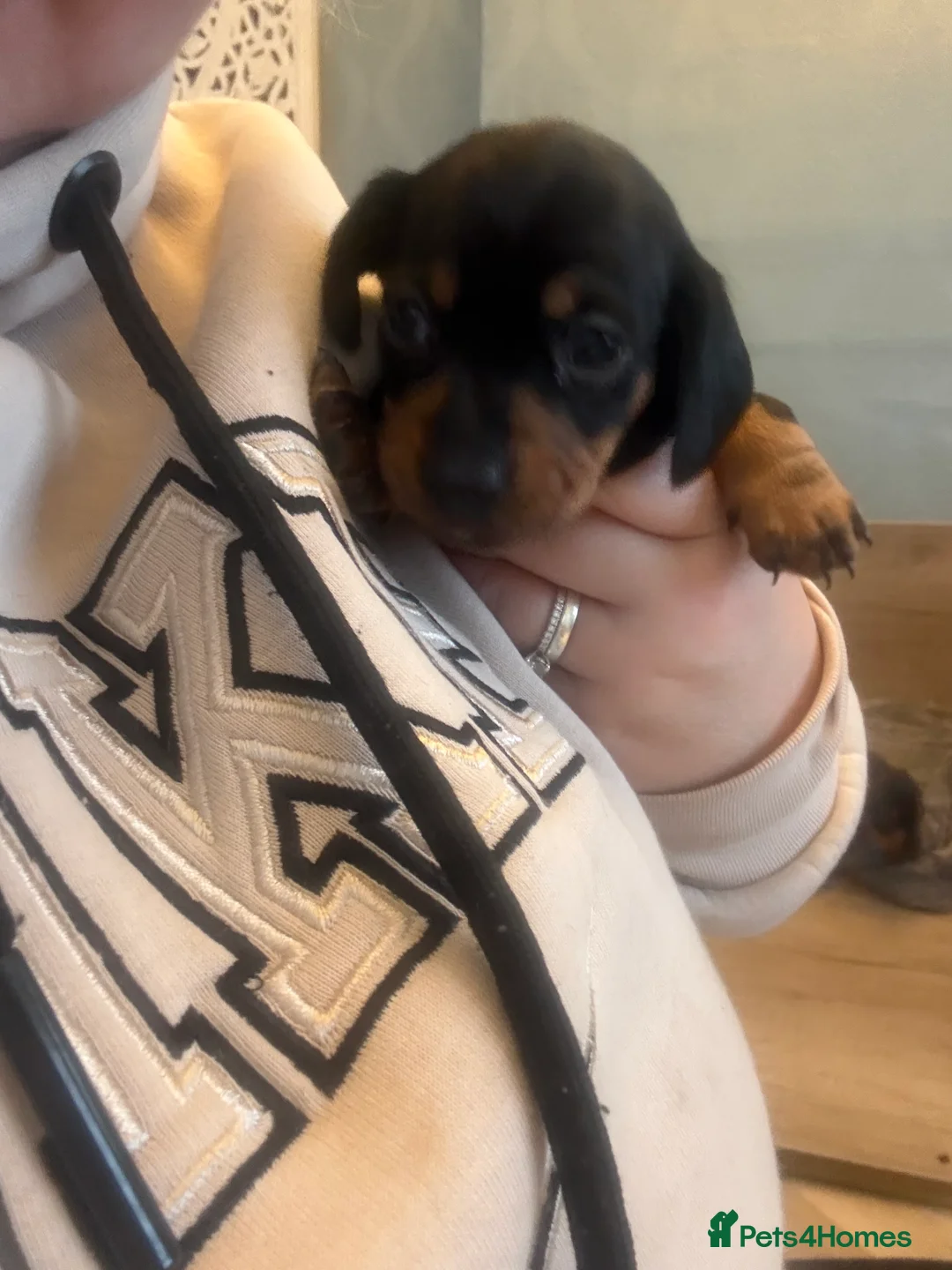 Miniature Dachshund dogs for sale: Black and Tan Miniature Dachshund Puppies  - Advert 28