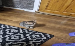 Mixed Breed cats for sale: Kitten - Image 5