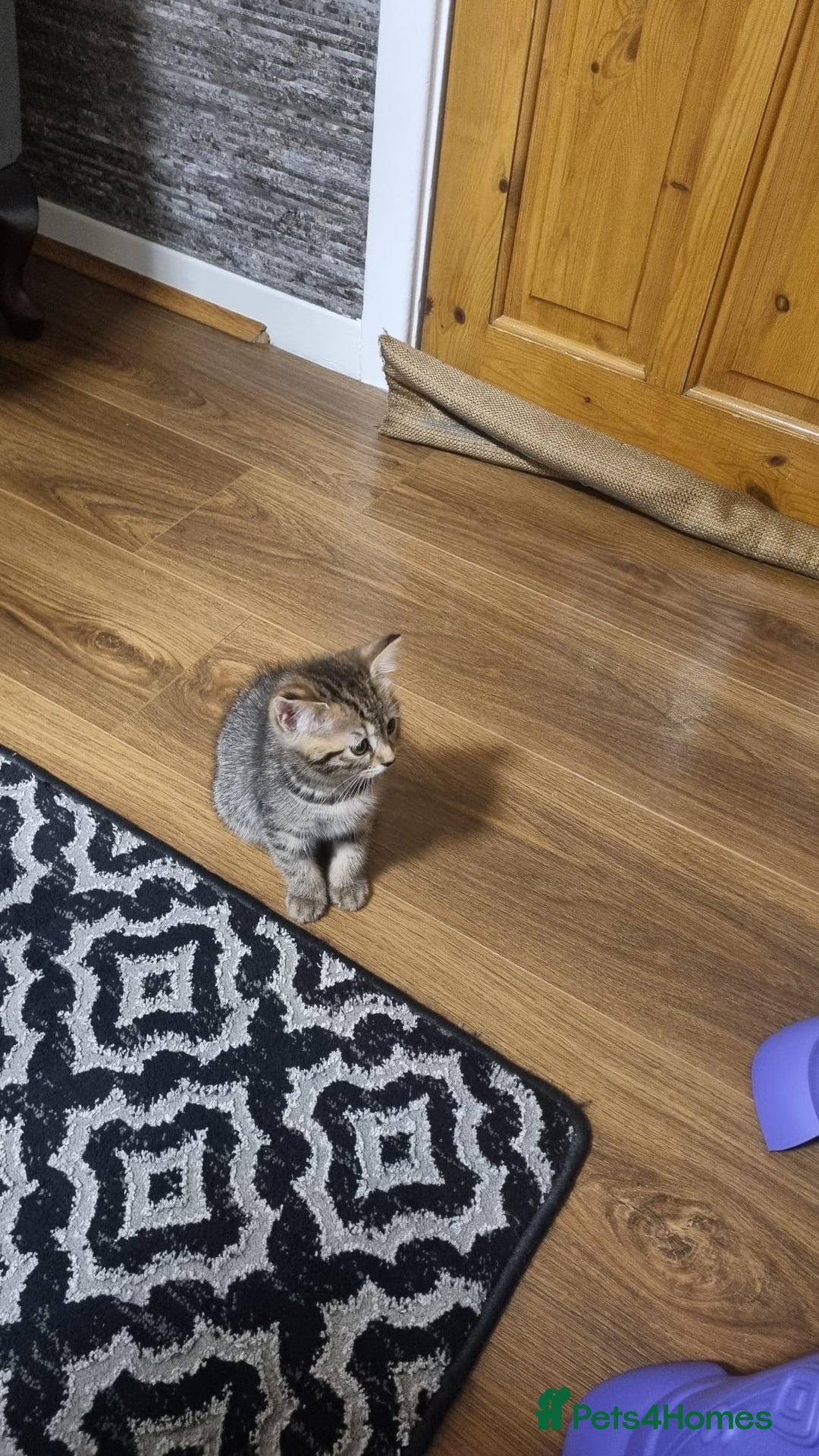 Mixed Breed cats for sale: Kitten - Image 5