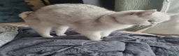 British Shorthair cats for sale: 4 Kitten Tabby British Shorthair GCCF Pedigree  - Advert 9