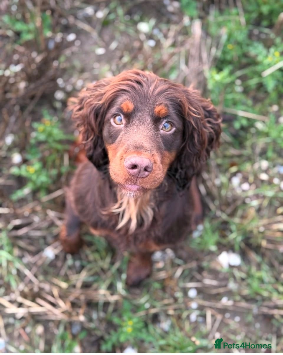 Cocker Spaniel dogs KC, health tested working cocker Spaniel puppies - Advert 1