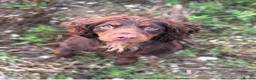 Cocker Spaniel dogs for sale: KC, health tested working cocker Spaniel puppies - Advert 1