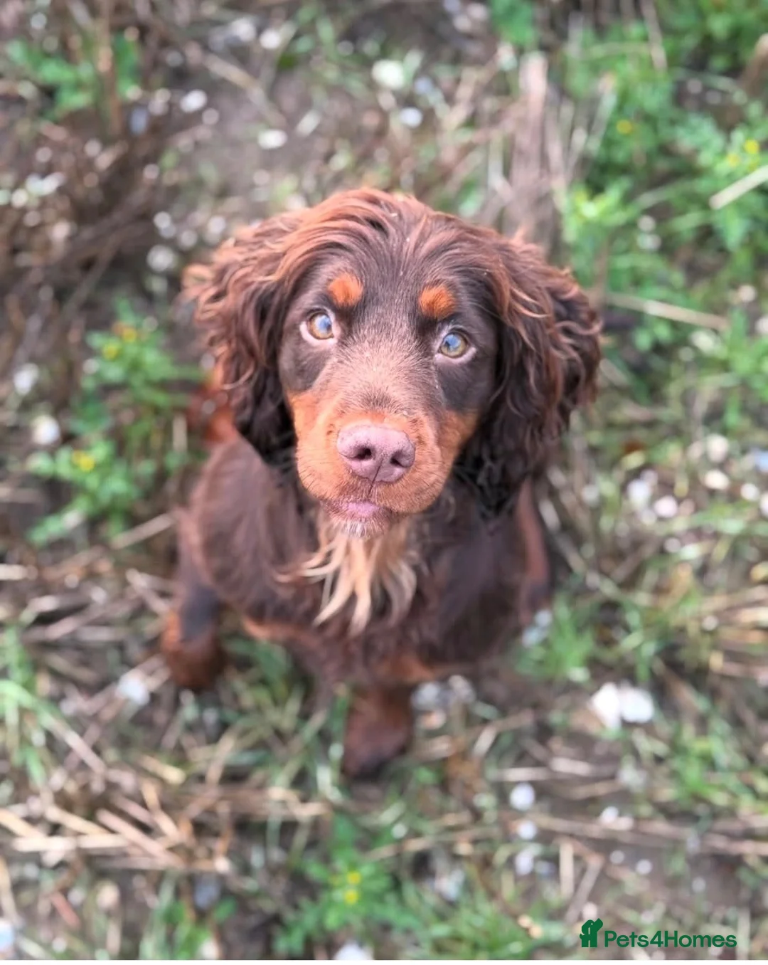 Cocker Spaniel dogs for sale: KC, health tested working cocker Spaniel puppies - Advert 1