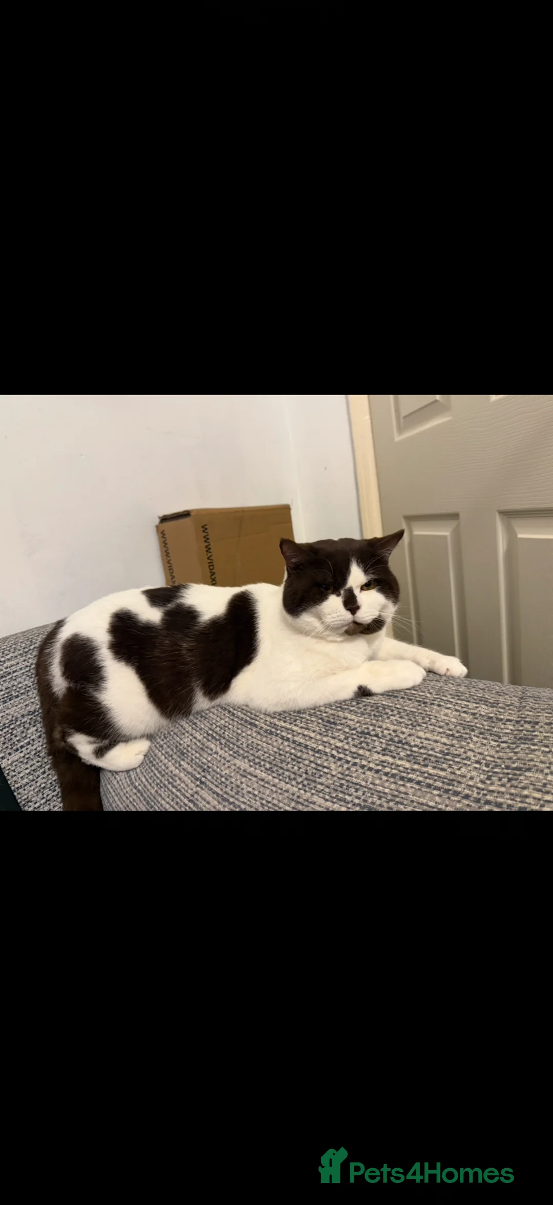 British Shorthair cats for sale: British short hair/ Scottish fold in Northampton - Advert 2
