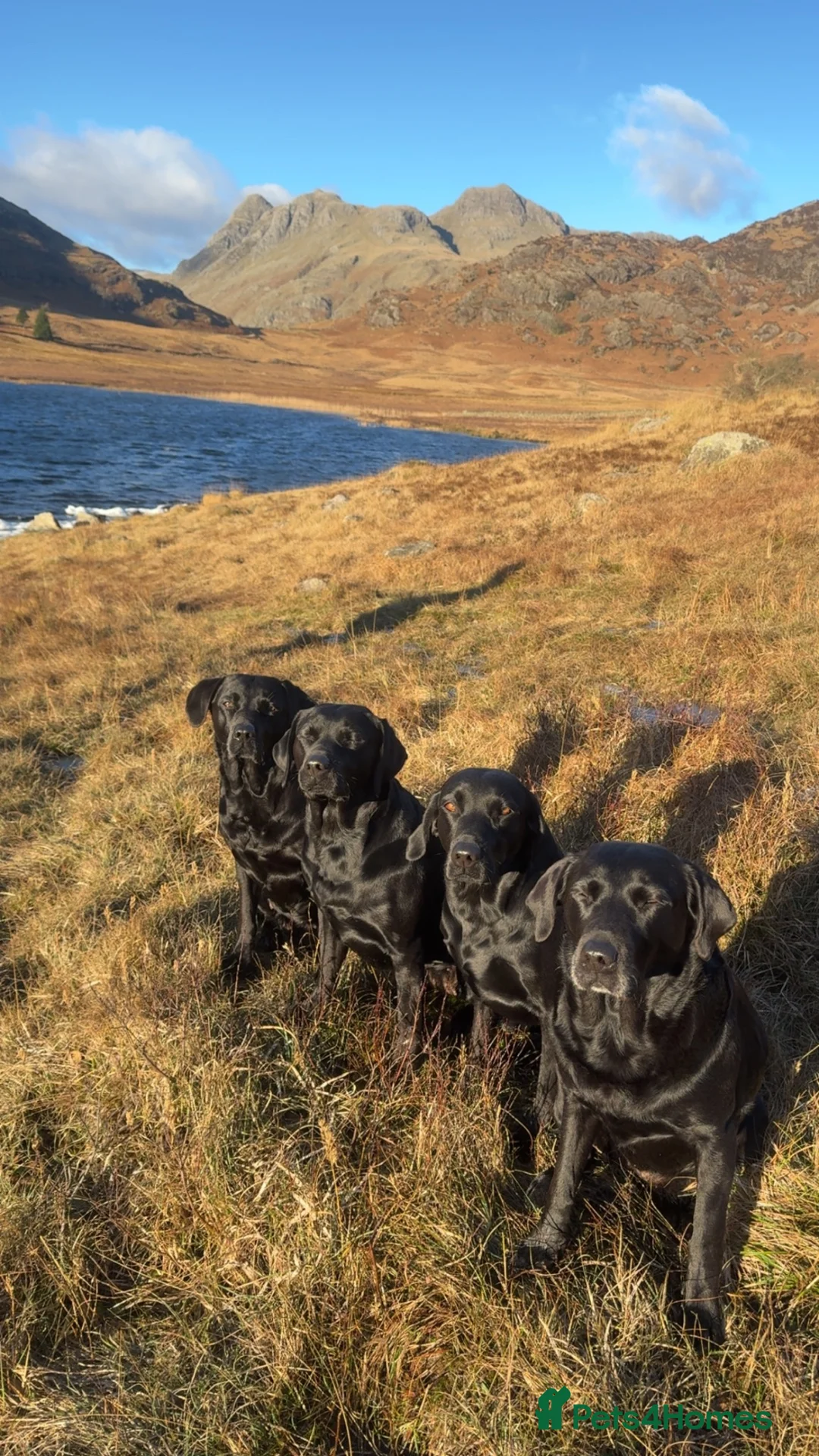 Labrador Retriever dogs for sale: 🐾7 Stunning Labrador Puppy’s 👀 🏡 🐾 - Advert 2
