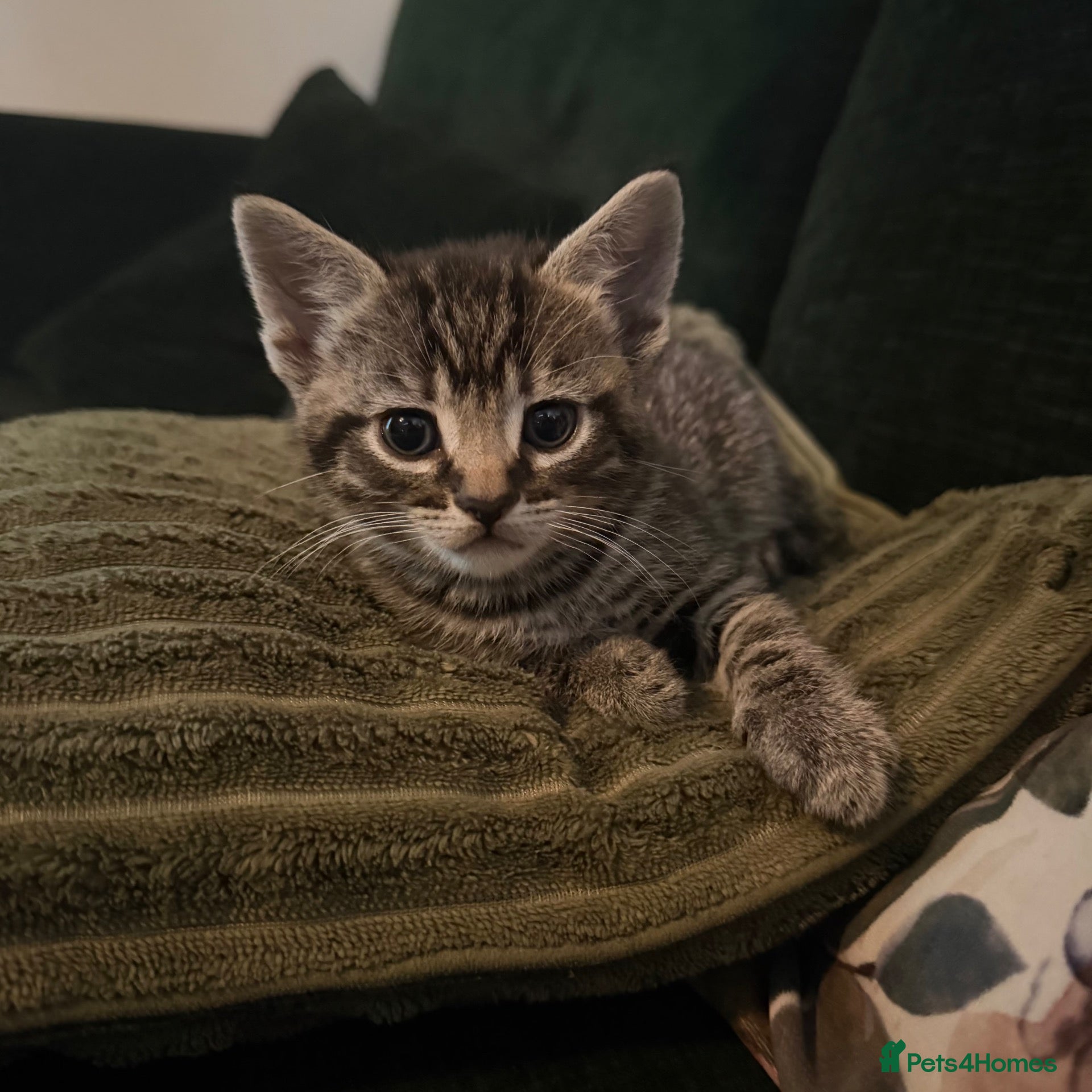 Mixed Breed cats ONE GREY TABBY kitten ready for their new homes  - Advert 17