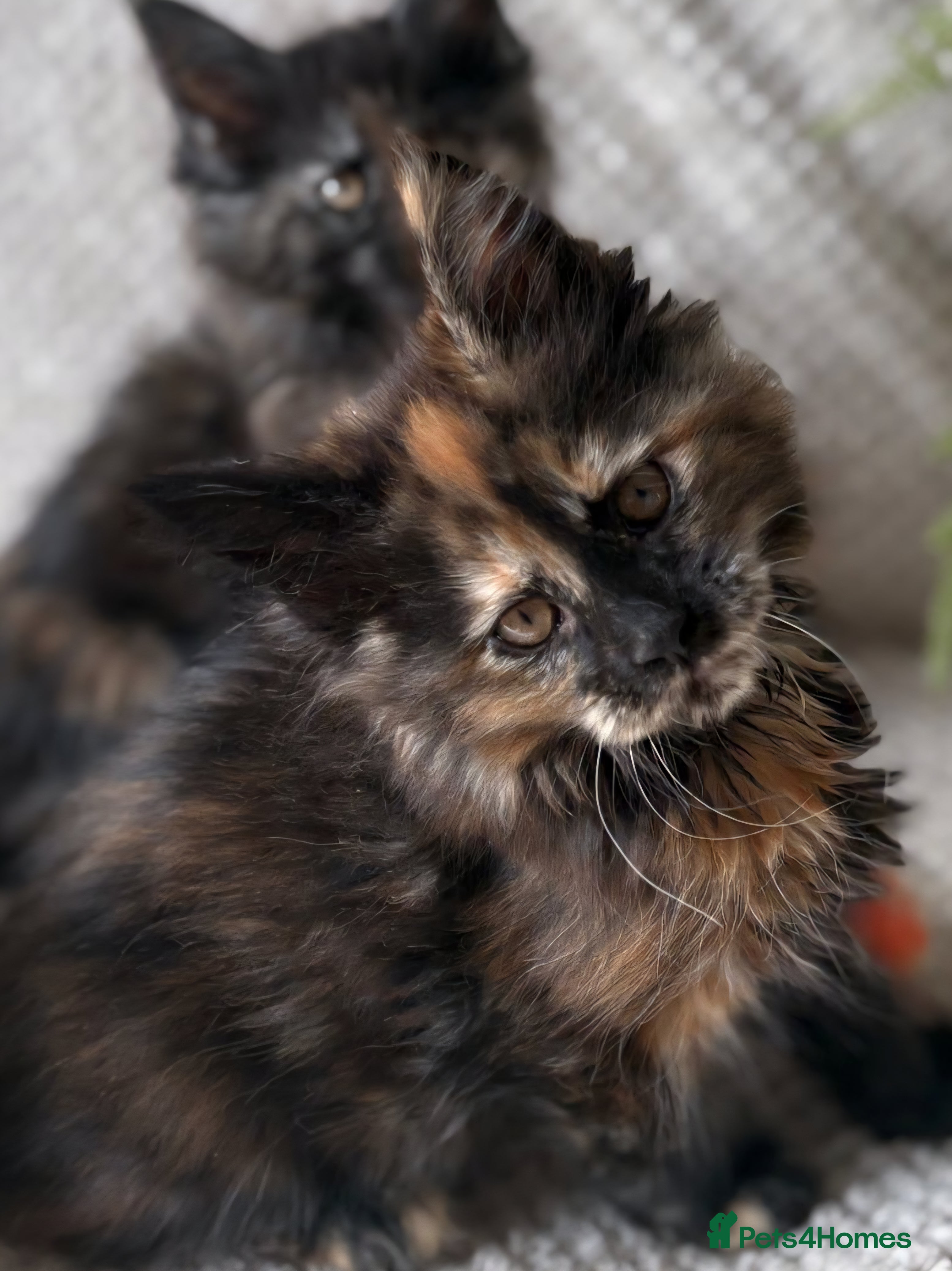 Maine Coon cats 2 gorgeous girls  - Advert 2